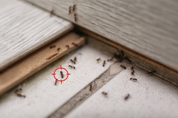 Wildlife Control Services in Sparkill, NY